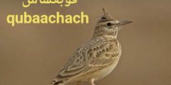 الدارجة المغربية : طائر القَوبع