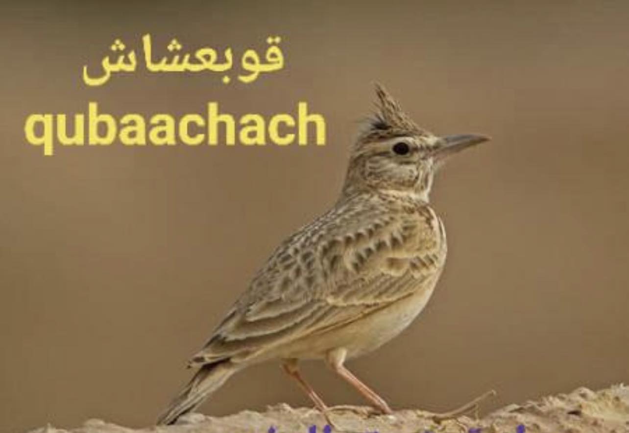 الدارجة المغربية : طائر القَوبع